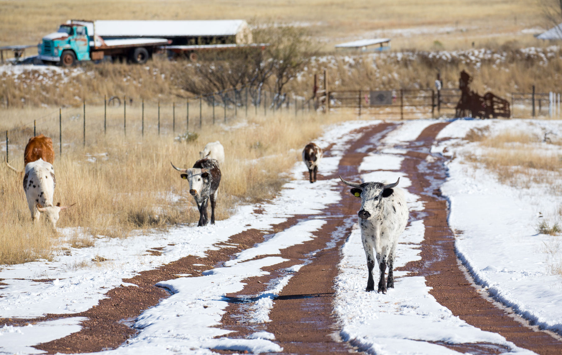 Snow in southeast Arizona